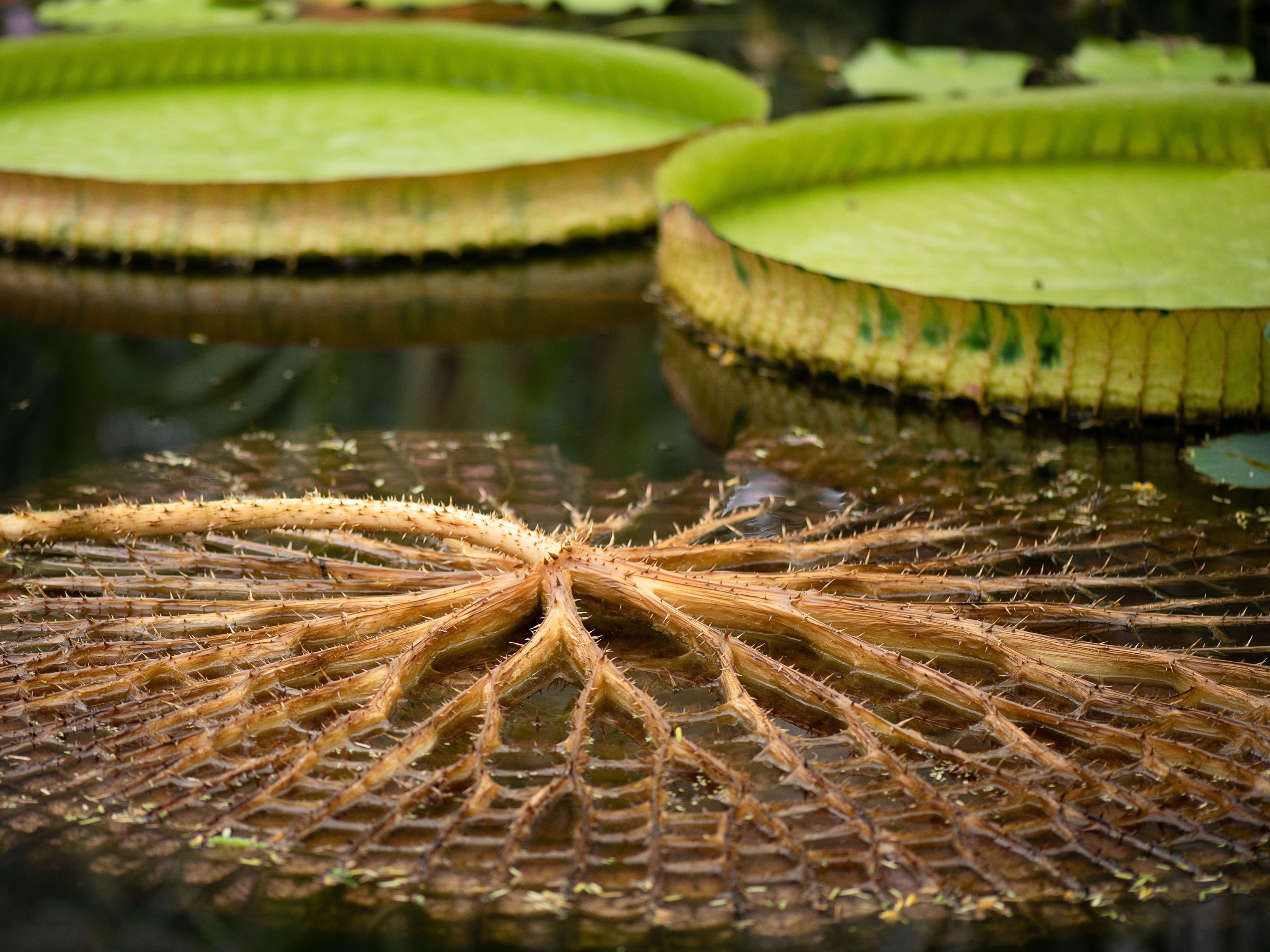 Bottom of a lily pad