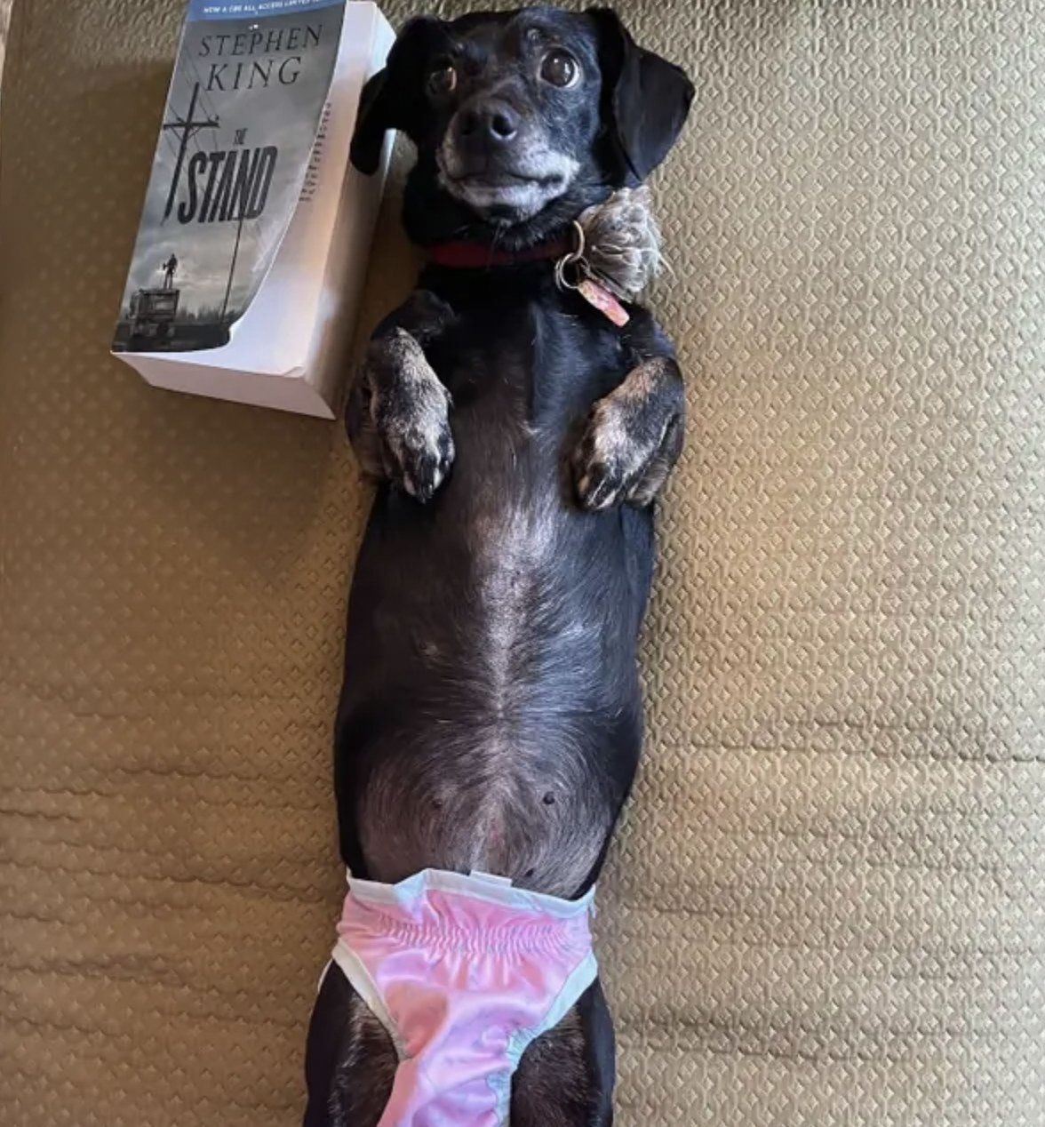 My dog living her best life in her diaper