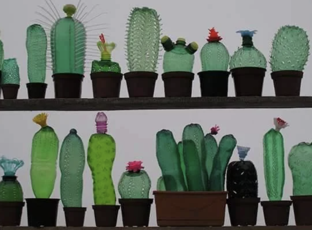 Inflated condoms in the shapes of cacti and emerging from pots