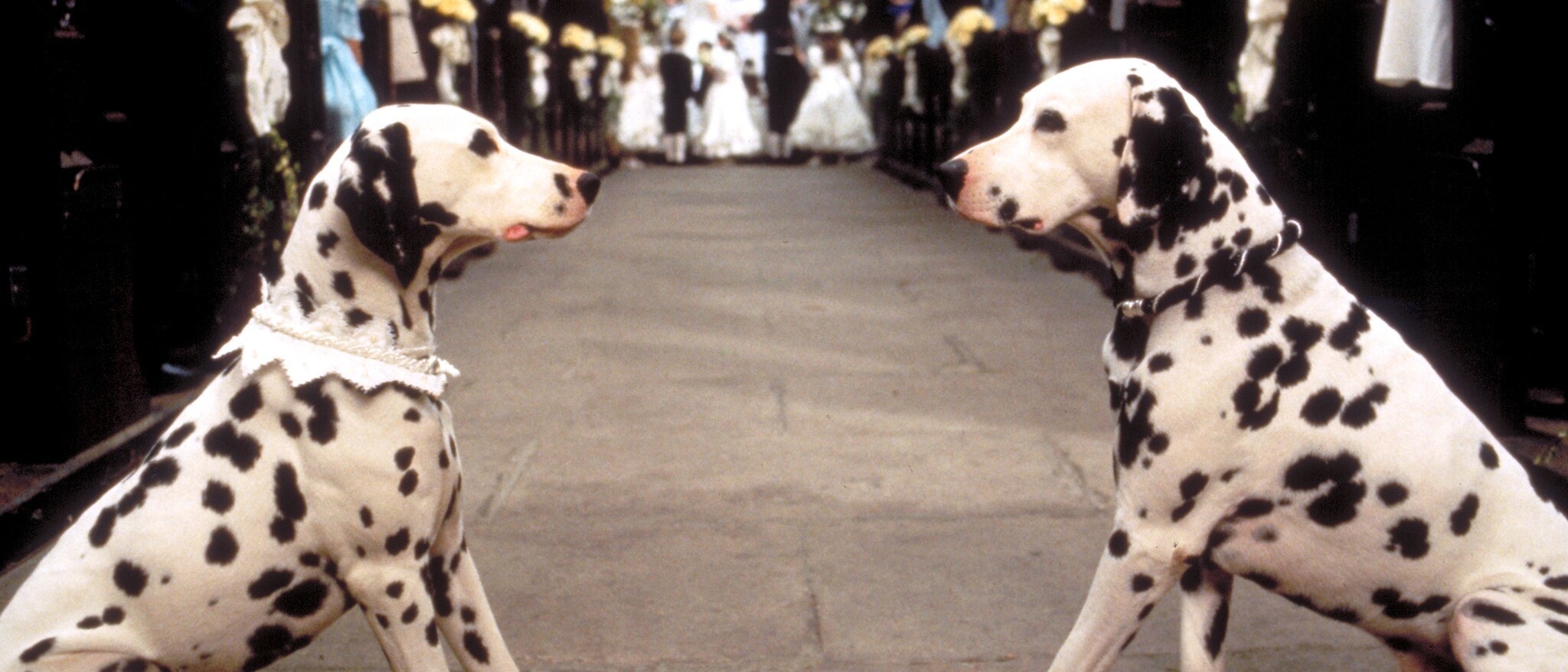 Two Dalmatians face each other at a wedding scene, one with a bow tie, the other with a veil