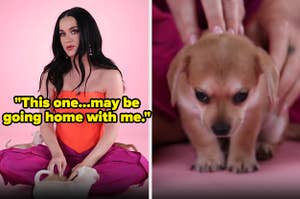Katy almost took one of the puppies home