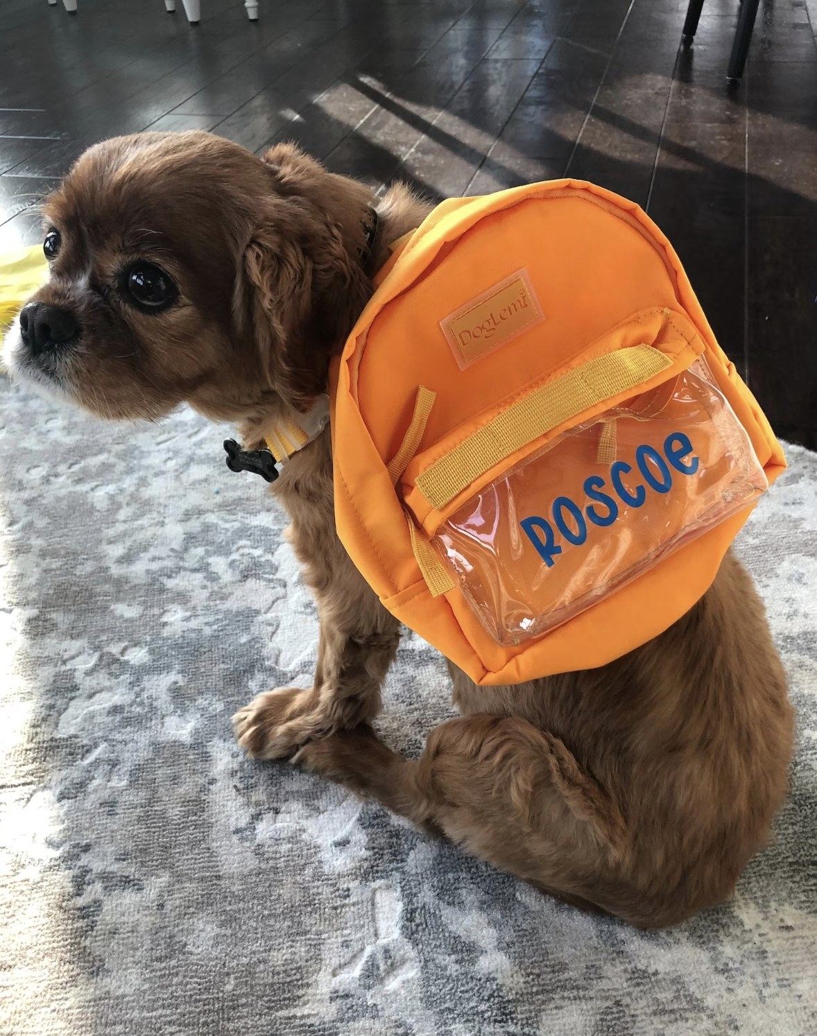 a dog wearing the backpack