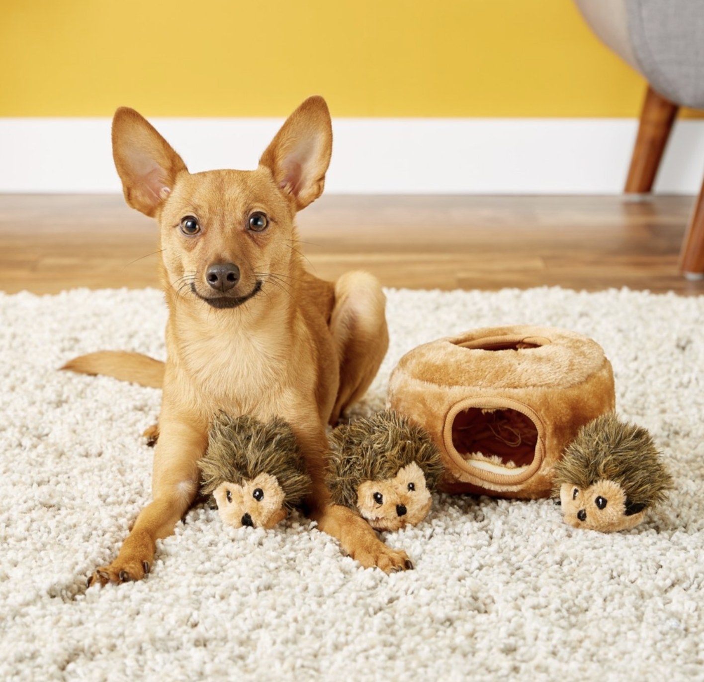 Dog enjoying the hedgehog hide-and-seek plush toy