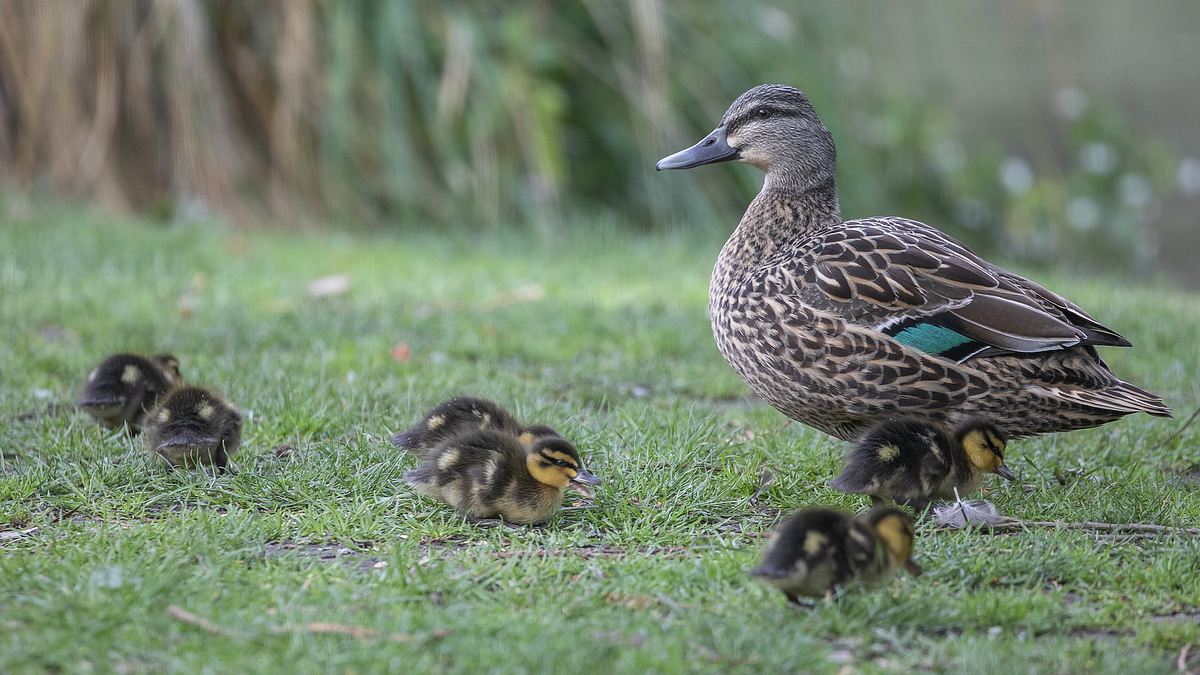 Why did Donald Duck cross the road?