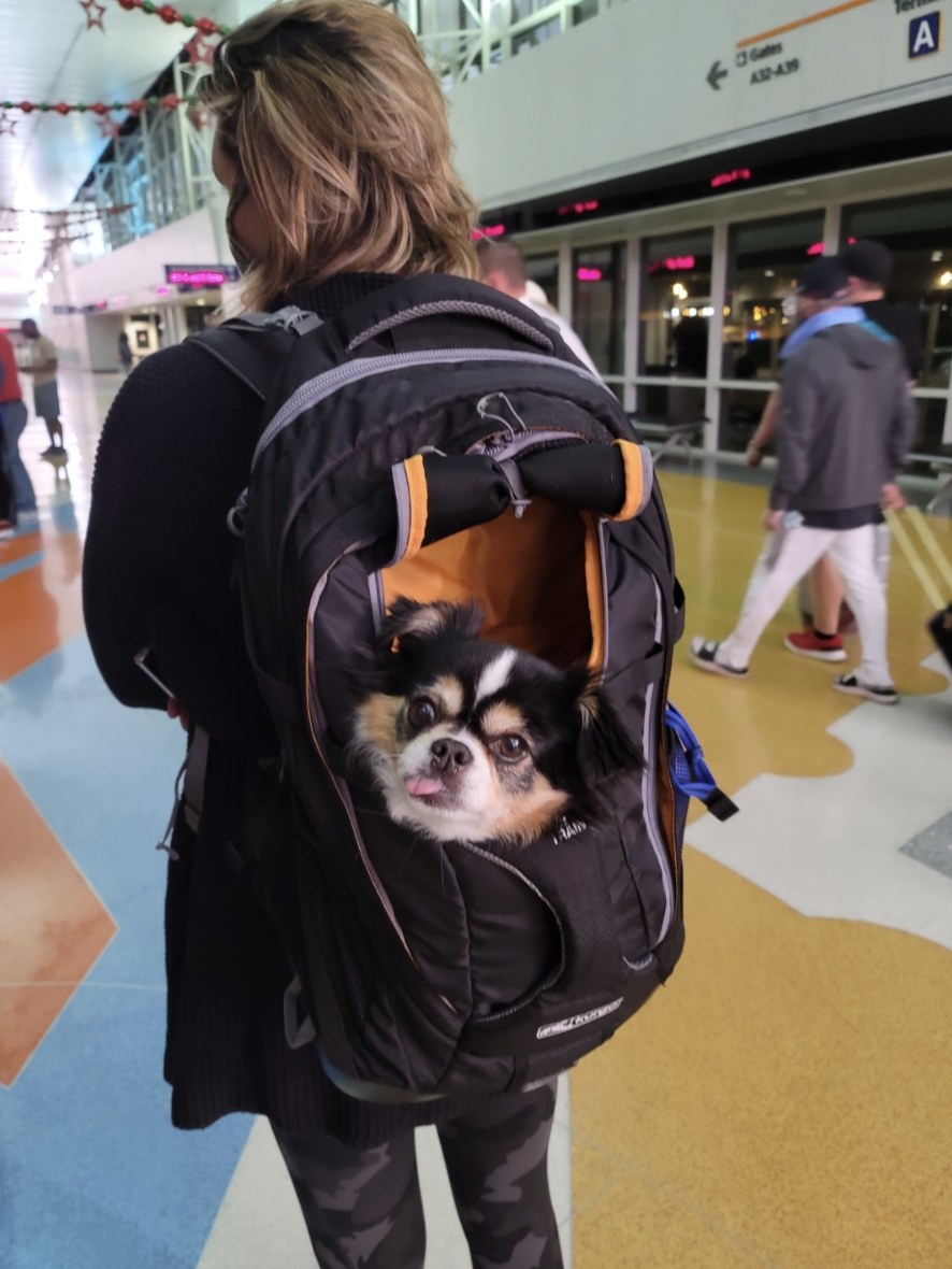 A person wearing a backpack with a dog in it