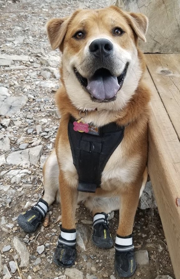 A dog wearing the booties