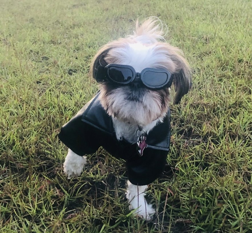 A dog wearing the goggles