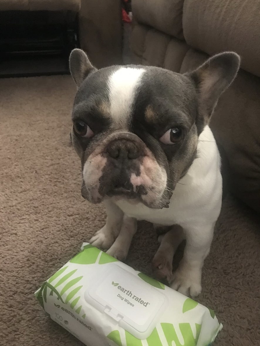 A french bulldog with the wipes
