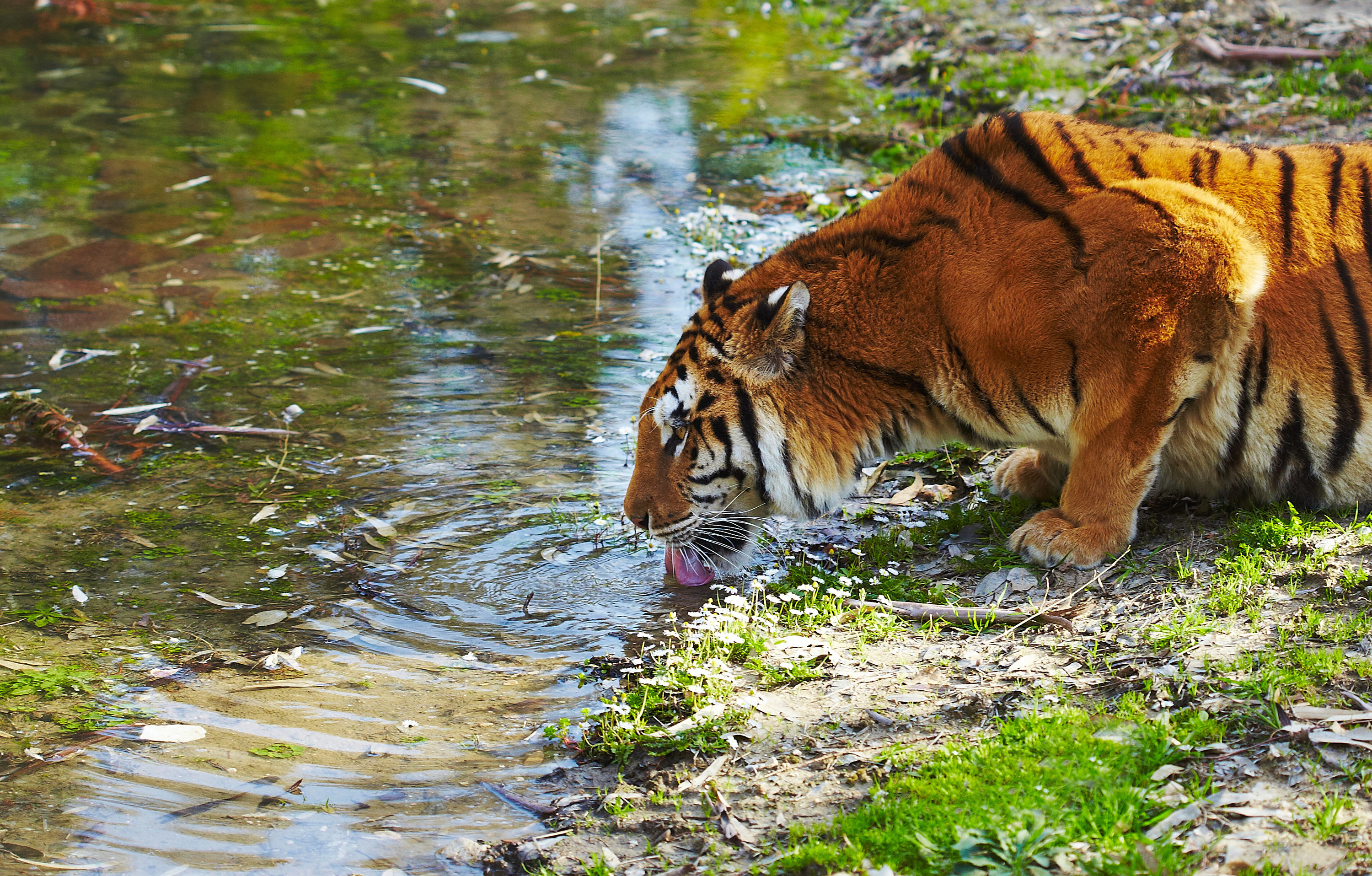A Bengal tiger drinks from a river