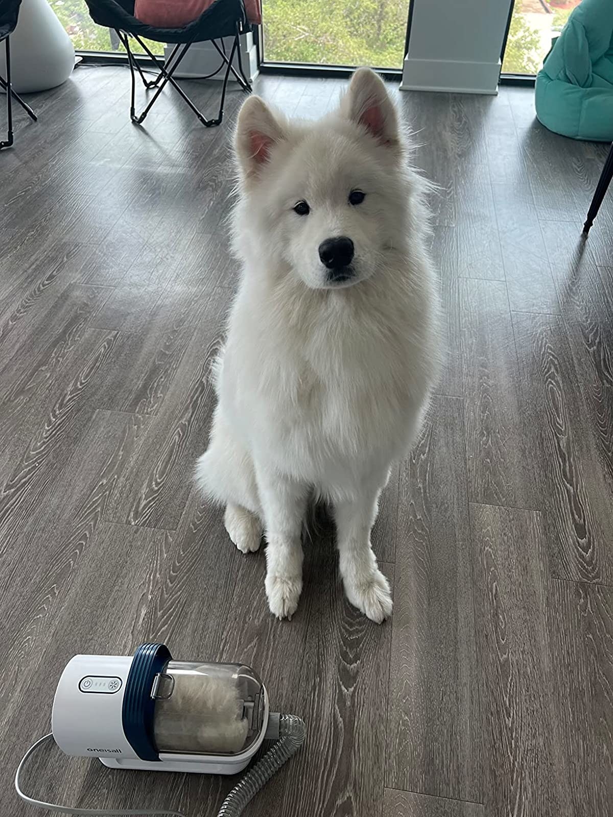 Reviewer image of their dog next to the grooming vacuum