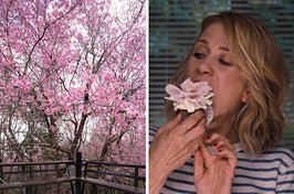 On the left some cherry blossom trees, and on the right, Kristen Wiig eating a cupcake as Annie in Bridesmaids