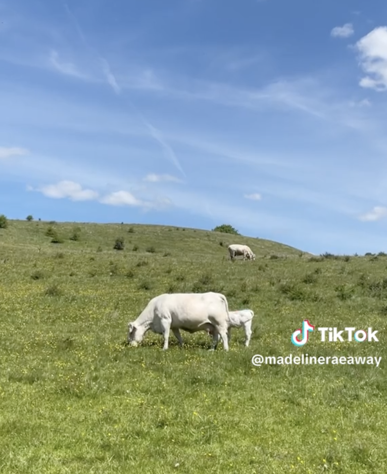 Screenshot from Madeline's TIkTok: three cows graze on a pastoral Swedish hillside