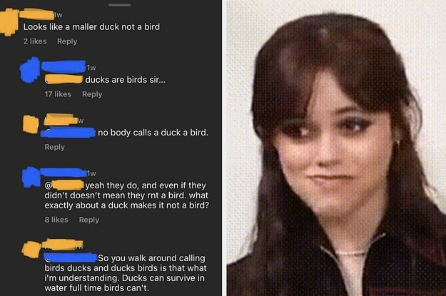 A Facebook commenter saying that ducks aren't birds because ducks can survive in water next to Jenna Ortega trying to stifle a laugh