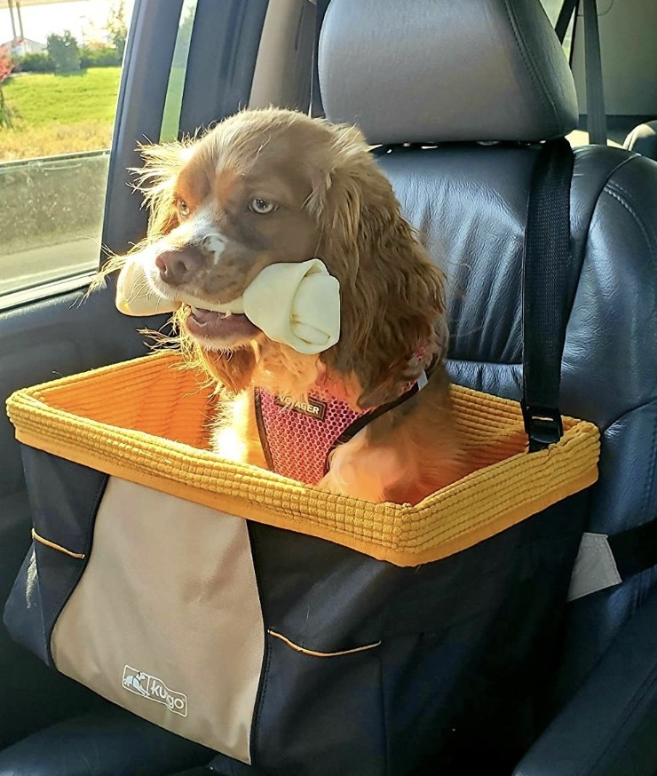 A dog in a carseat