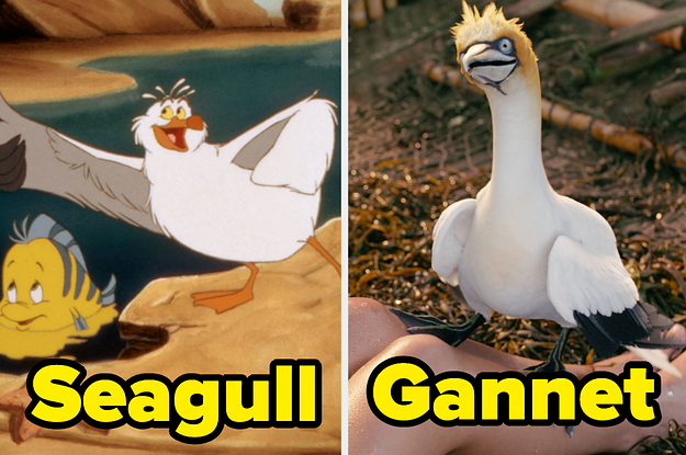 FYI, In The New "The Little Mermaid" Scuttle Isn't A Seagull Anymore, And Here's Why