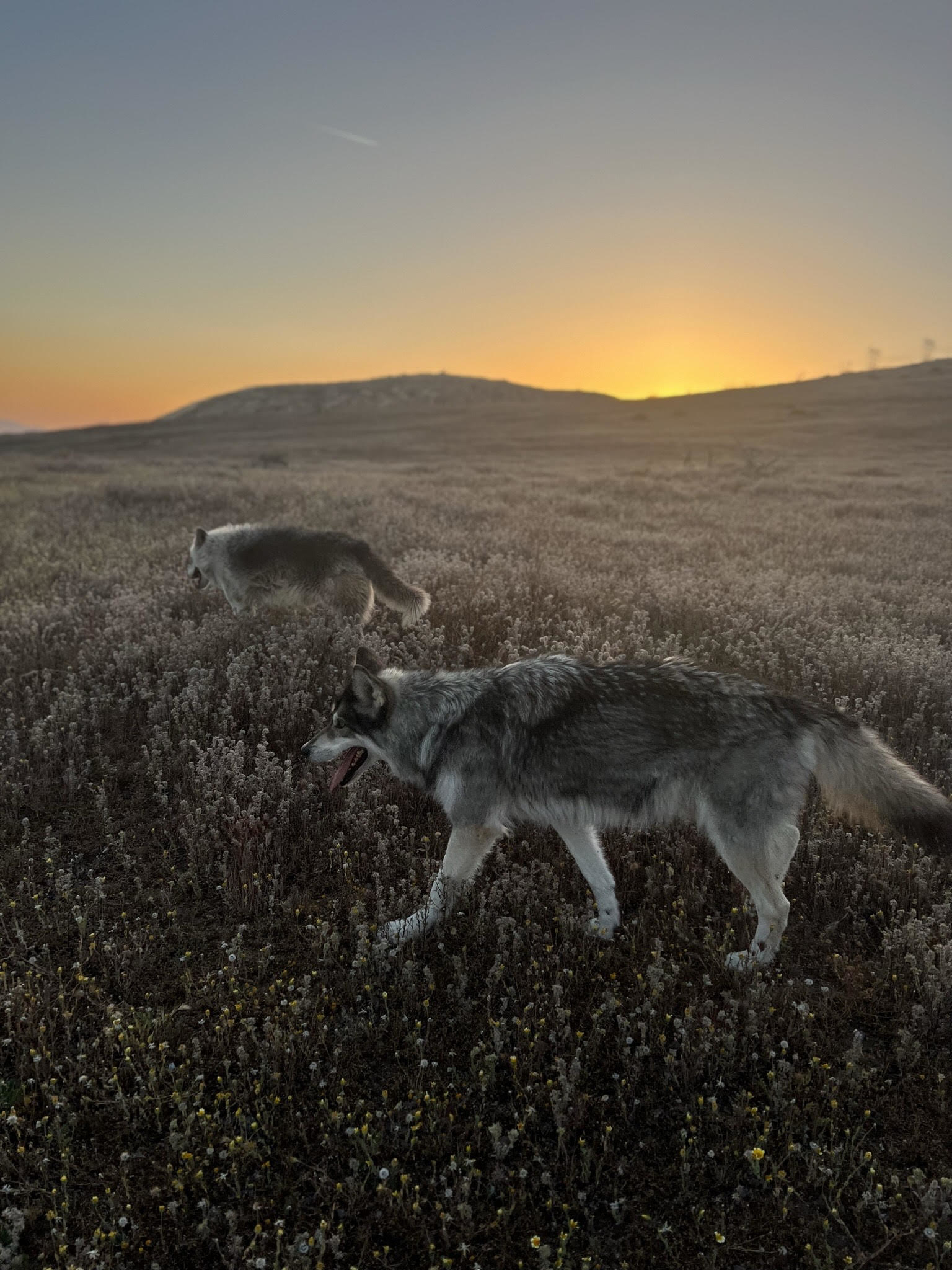 Wolves frolicking in the grass at sunset