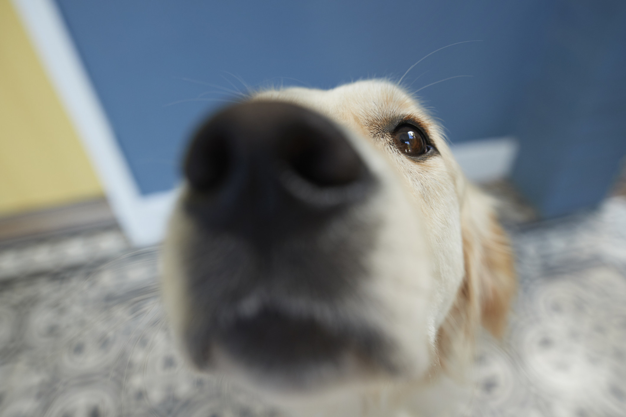Close-up of dog&#x27;s nose