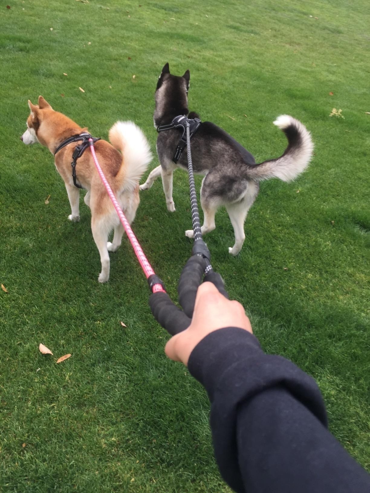 reviewer using a bright pink and black rope leash while walking two big dogs
