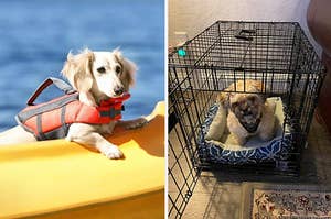 on left: white dachshund wearing orange life jacket while lounging on boat. on right: small fluffy dog sitting on blue dog bed inside black crate  