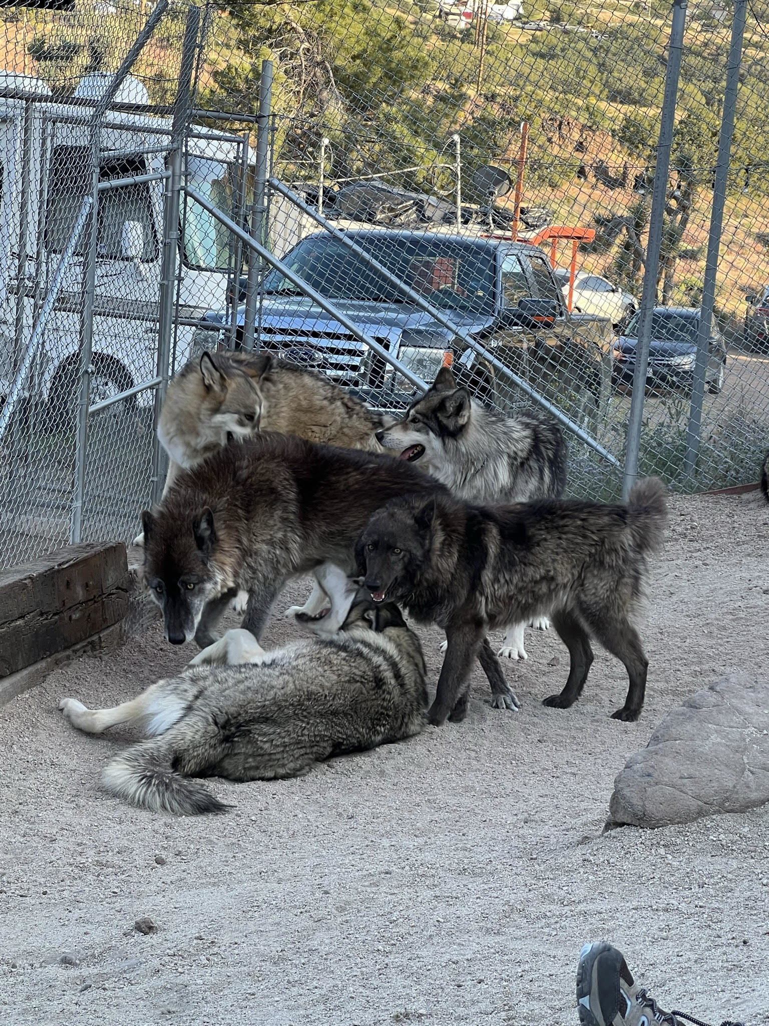 A group of wolves and wolf dogs standing or lying next to each other