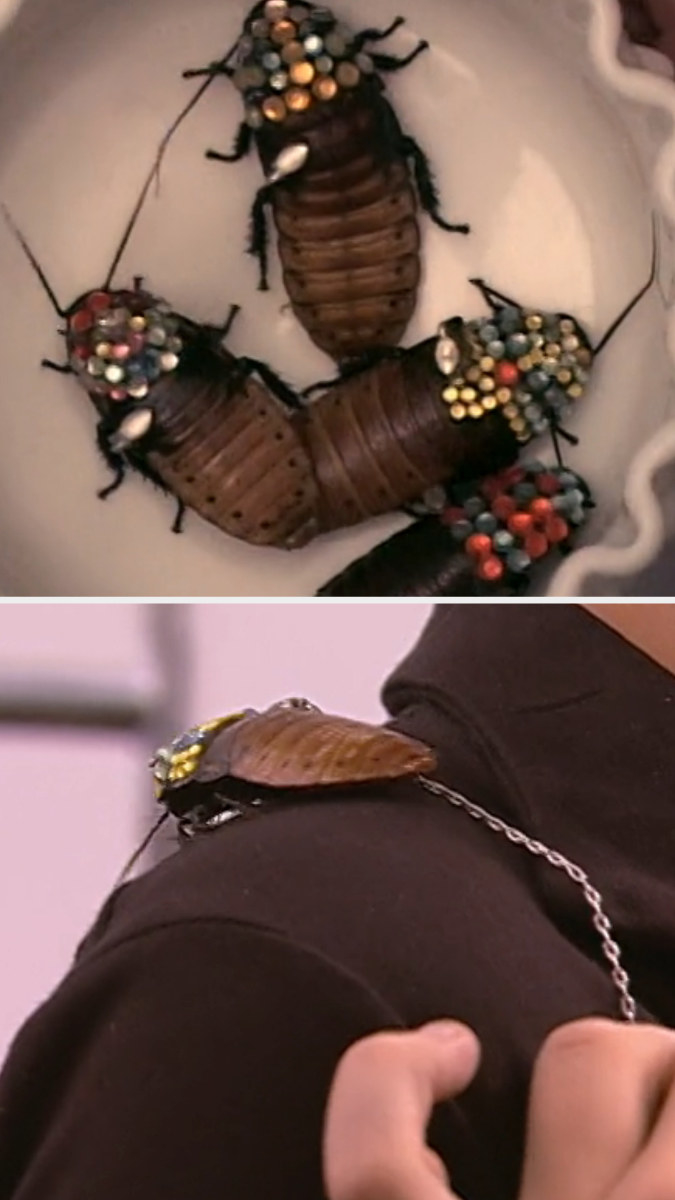 A tray of bedazzled cockroaches and a contestant holding a cockroach on a leash