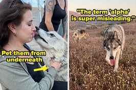 "When the wolf grows up to be about a year old, and it’s full-grown, and they start experiencing all the challenges that are equal to a 3-year-old human toddler with really large teeth, they realize that they’re in over their head."