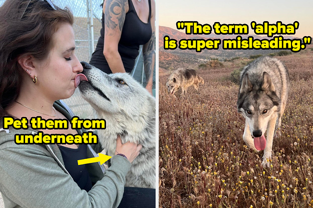 14 Wolf Facts You Should Definitely Consider If You Think It'd Be "Cool" To Have One As A Pet