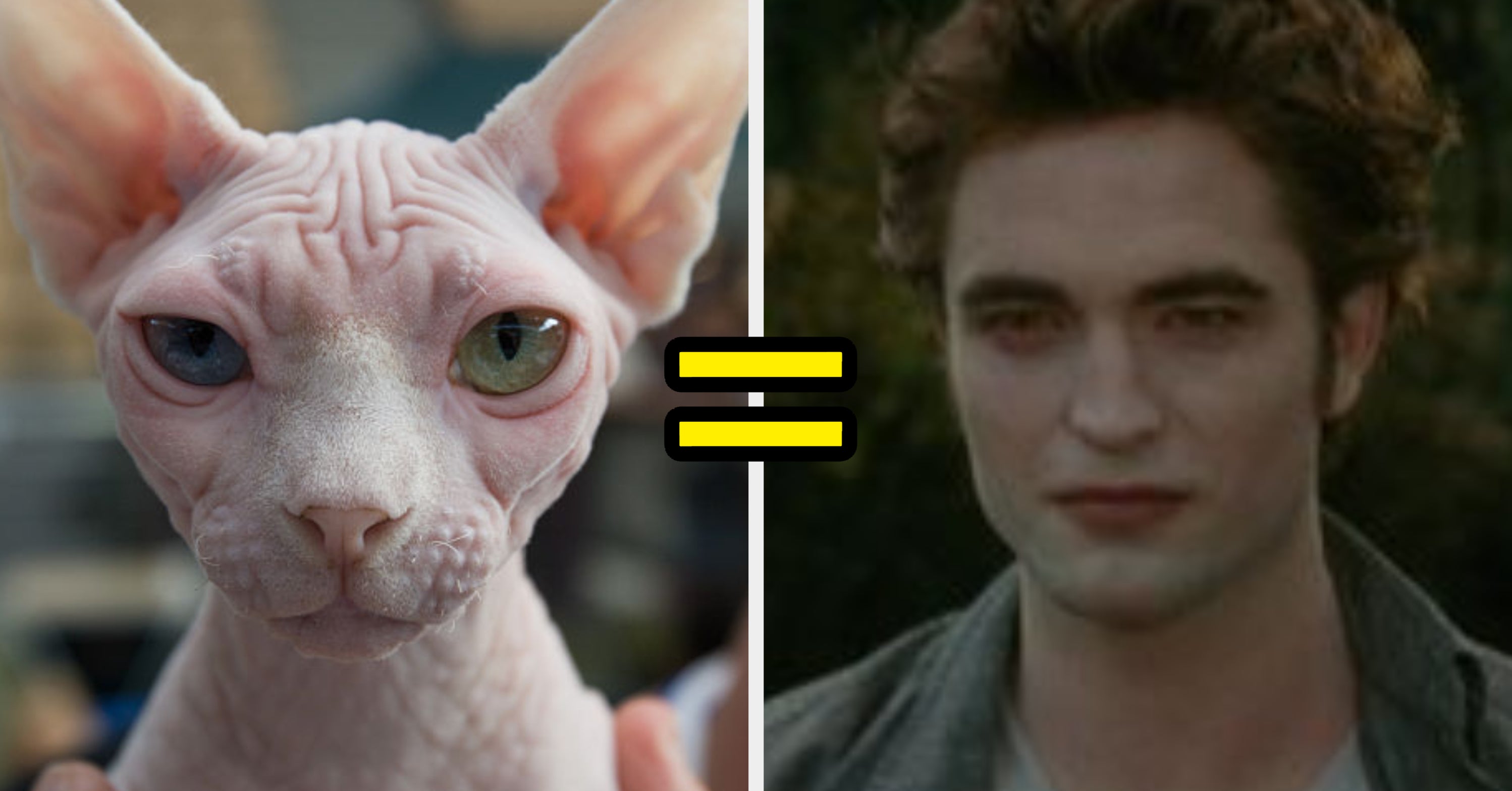 What Color Cat Are You Based On Your Favorite Characters?