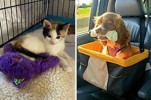 on left: white, tan, and black kitty sitting next to purple purr pillow cat toy. on right: small brown dog sitting in orange car seat 