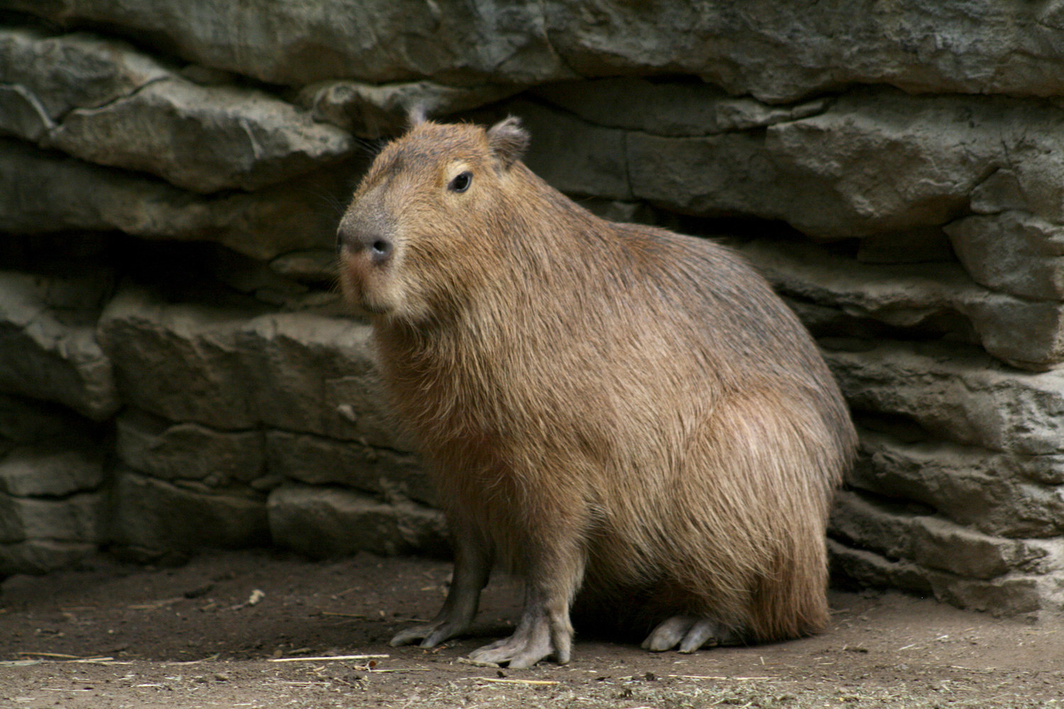 A capybara