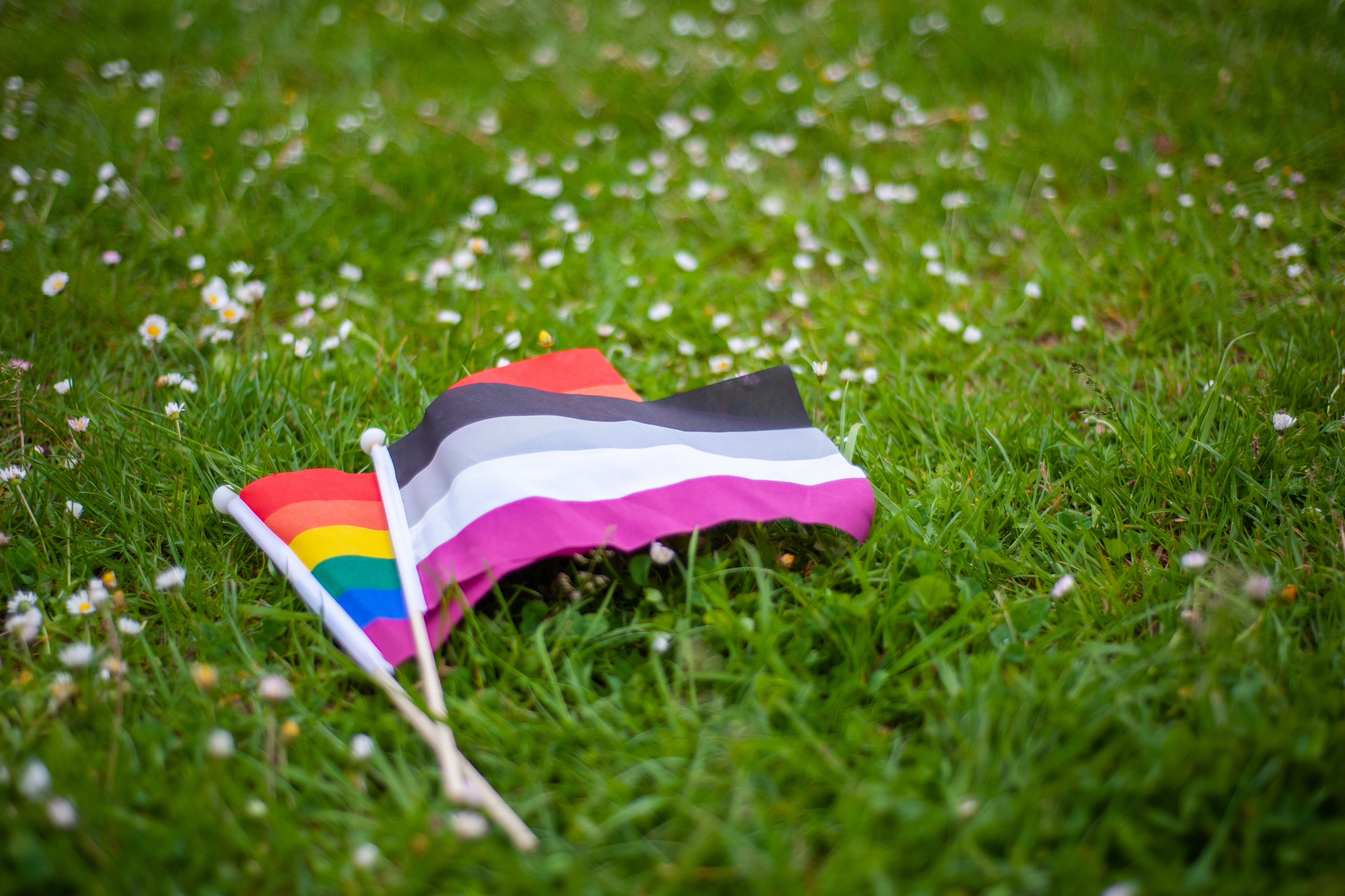The rainbow LGBTQIA pride flag and the asexual pride flag together, lying in the grass intertwined
