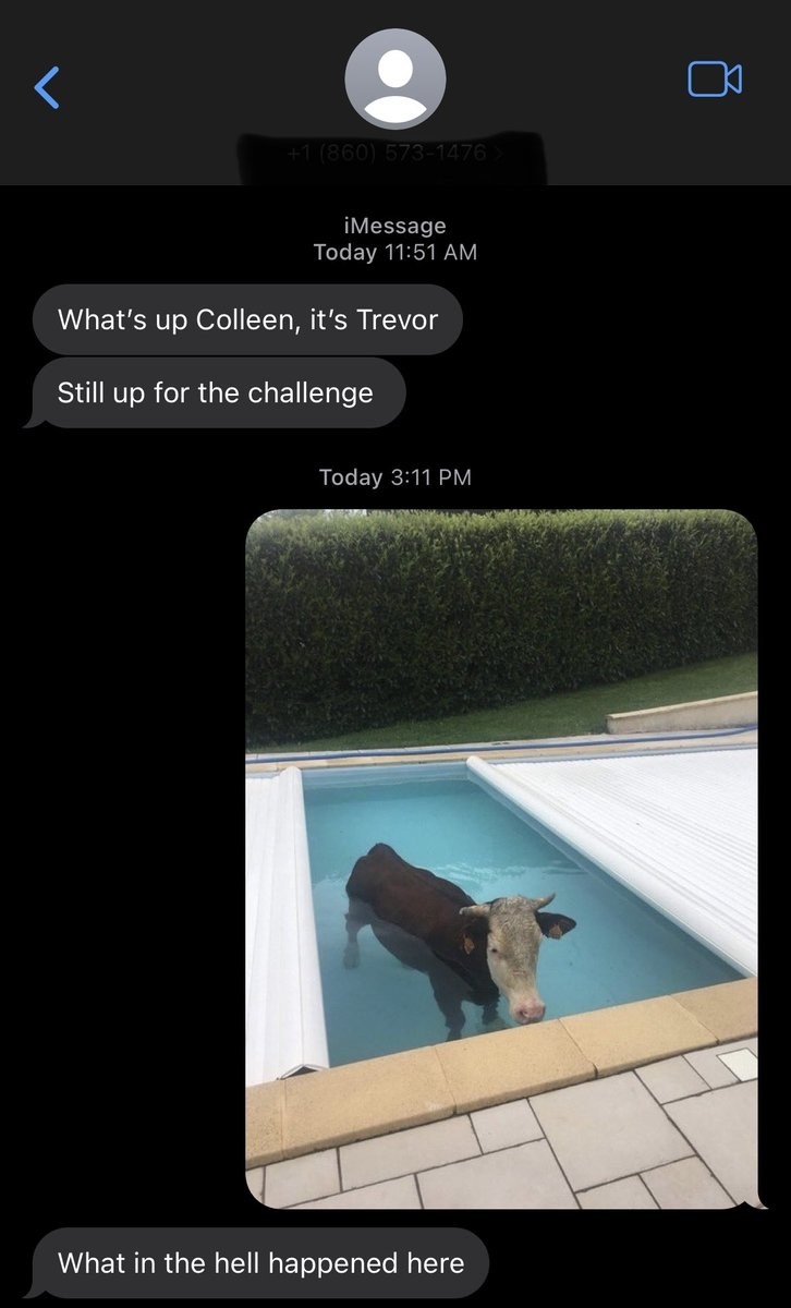 Trevor asks Colleen if they&#x27;re still up for the challenge and shows a cow standing in a small pool, and the response is &quot;What in the hell happened here&quot;