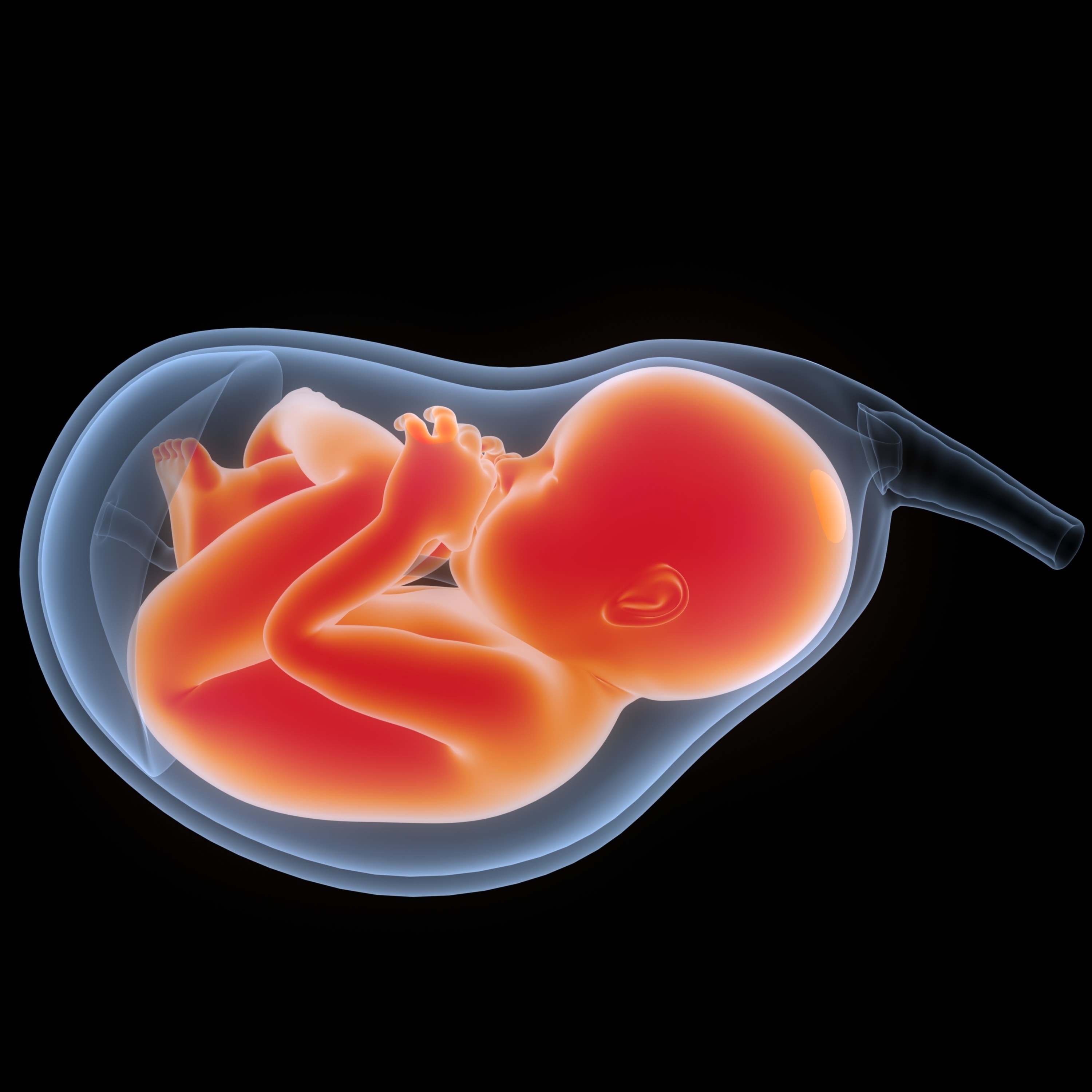 Closeup of an illustration of a fetus