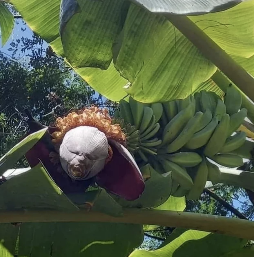 looking up at a banana blossom looks like a creepy halloween mask