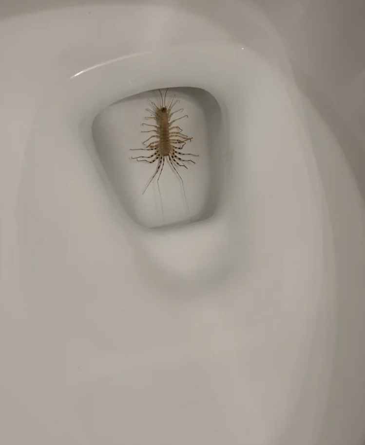 creepy bug in the toilet