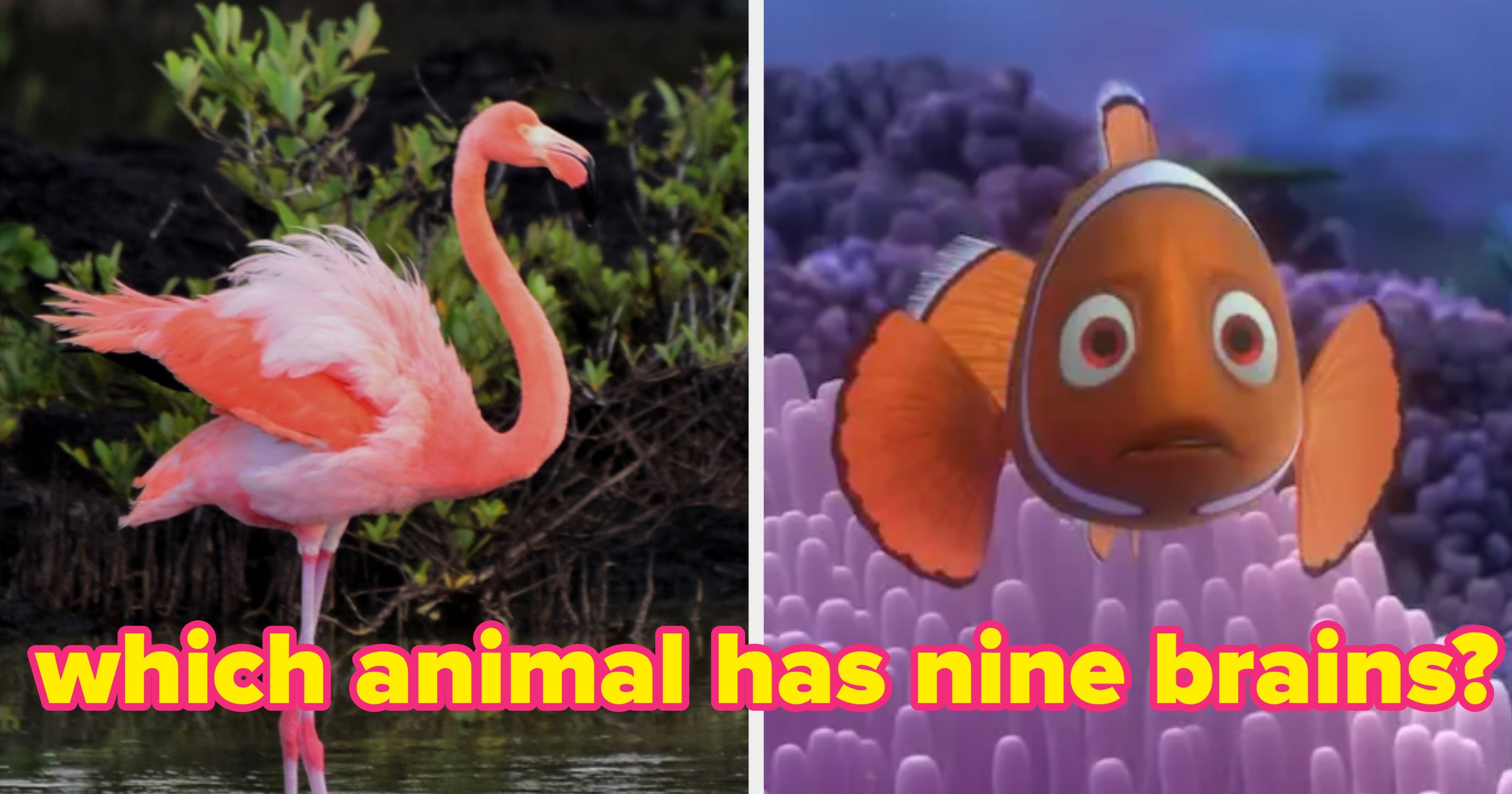 Moderately Easy Animal Facts Quiz