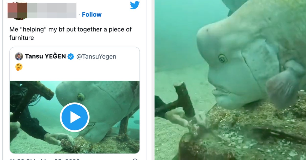 19 Jokes About This Incredibly Nosy, Big-Headed Fish That Has The Internet Obsessed