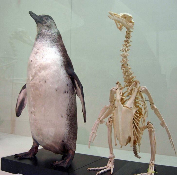 A penguin skeleton