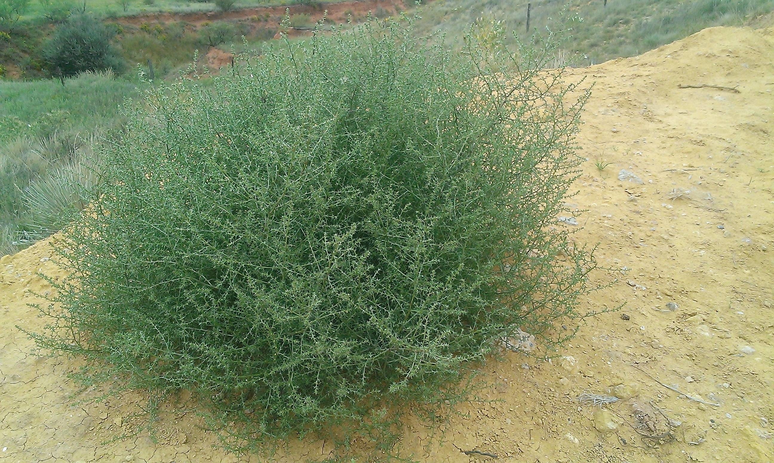 A fresh tumbleweed