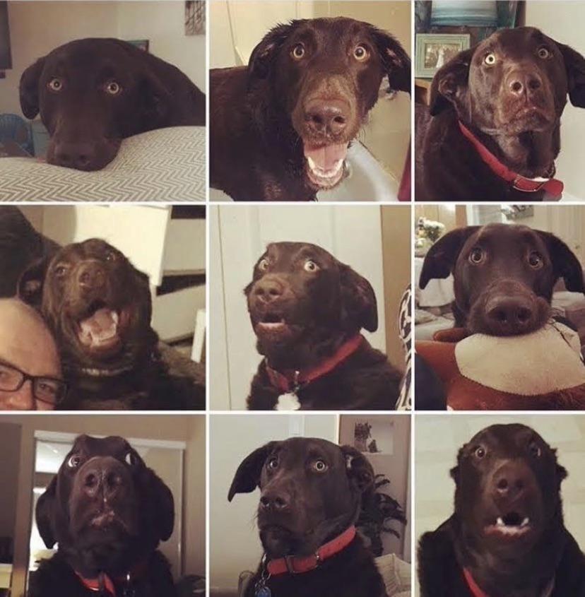 dog on a camera roll with various expressions
