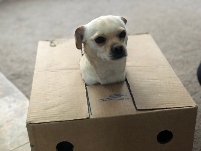 dog in a box