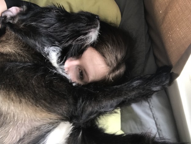 dog laying right on top of a person