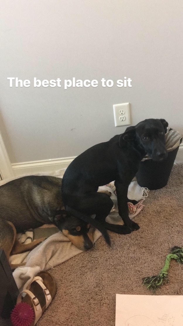 dog sitting on another dog&#x27;s head