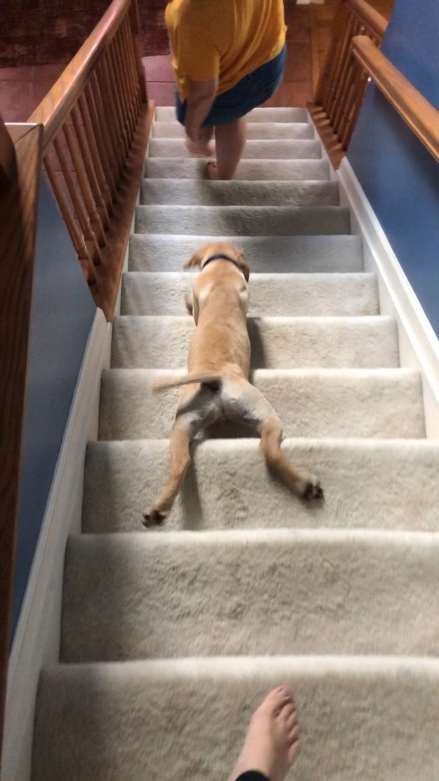 dog going down the stairs on their belly