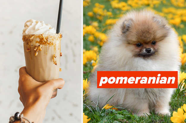 Order A Milkshake And We'll Tell You Which Dog Breed Matches Your Personality