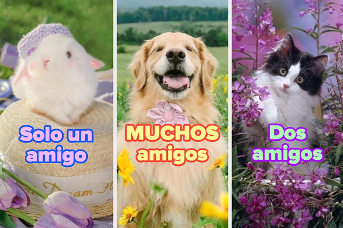 Test: ¿Cuántos amigos verdaderos tienes? Lo sabremos con tu selección de  animales