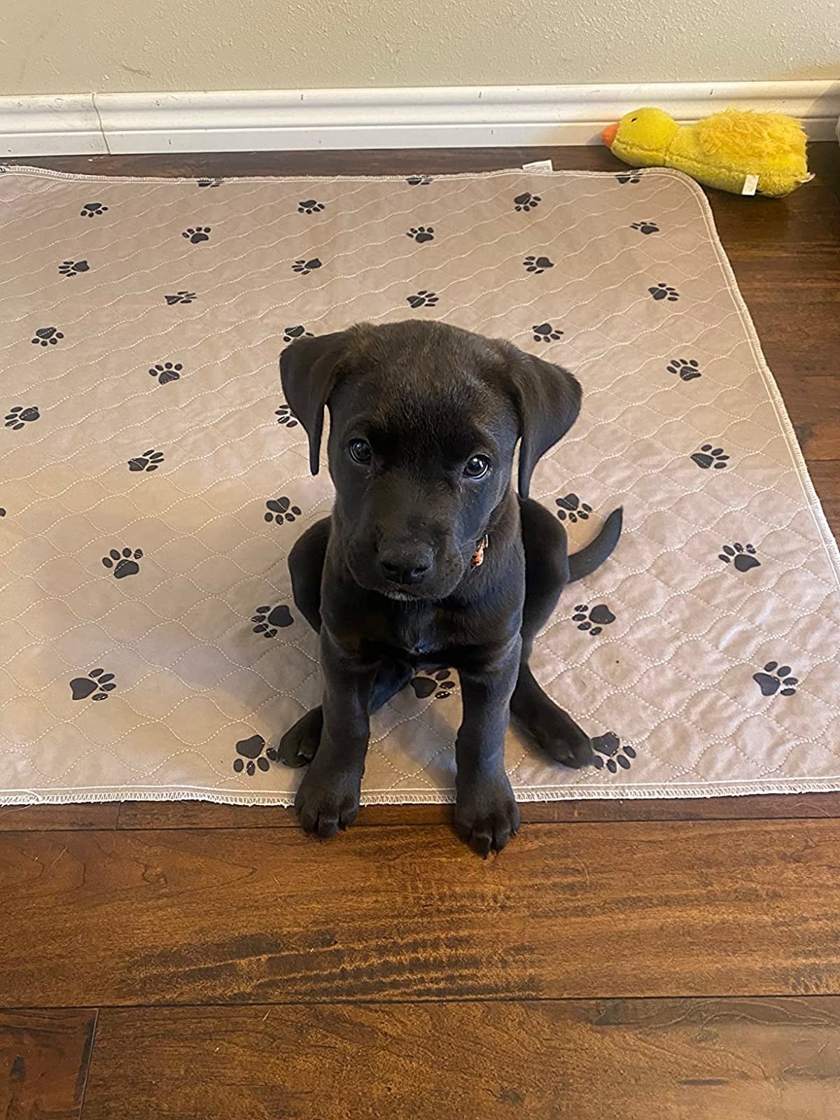 Reviewer image of their puppy sitting on the paw-print pee pad