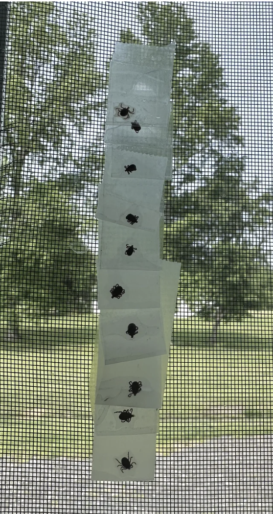 Ticks on a window screen