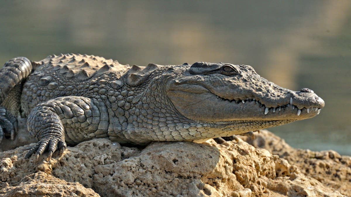 Over 40 crocodiles killed a Cambodian man on Friday after falling into their enclosure on his family reptile farm.
