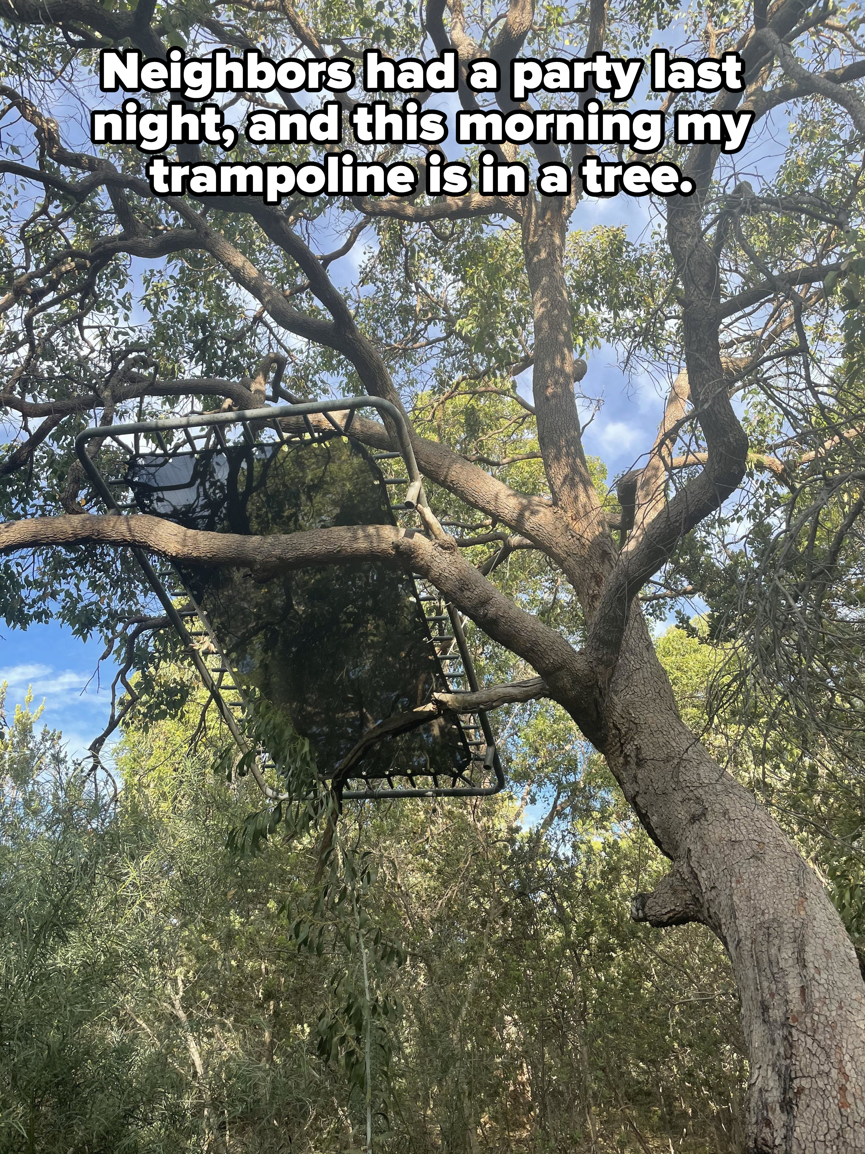 Trampoline in a tree: &quot;Neighbors had a party last night, and this morning my trampoline is in a tree&quot;